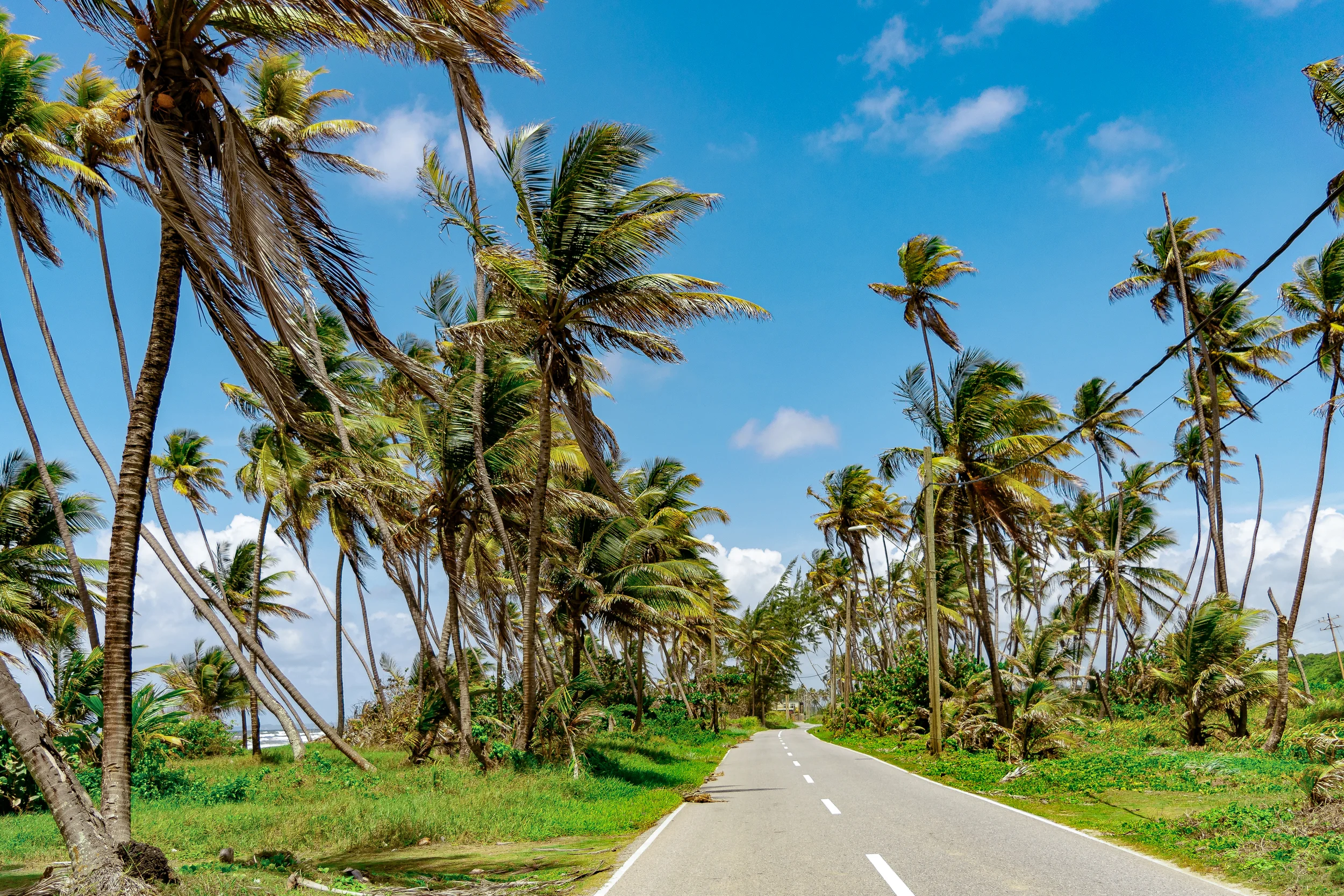 Road with palm trees on the side